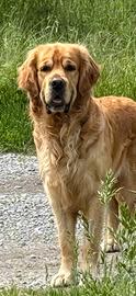 Golden retriver disponibile per monta