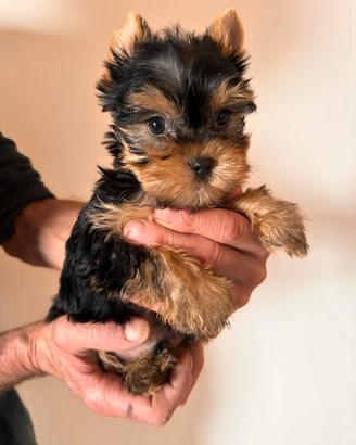 Cucciolo di Yorkshire