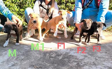 American Pitbull Terrier