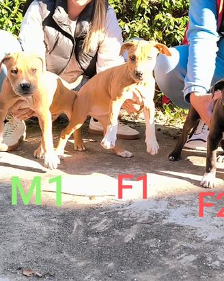 American Pitbull Terrier