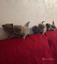 GATTINI BRITISH FOLD È GATTINI BRITISH SHORTHAIR 