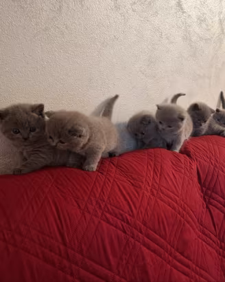 GATTINI BRITISH FOLD È GATTINI BRITISH SHORTHAIR 