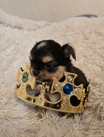 Chihuahua, tricolore cioccolato, pedigree