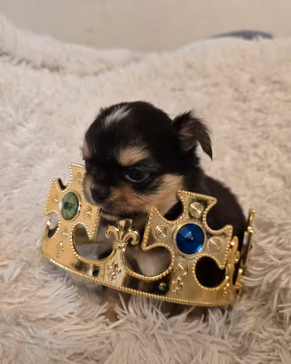 Chihuahua, tricolore cioccolato, pedigree