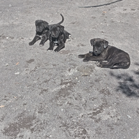 Cuccioli di cane corso