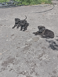 Cuccioli di cane corso