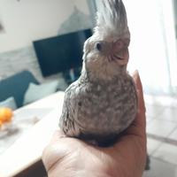 Calopsita allevati a mano