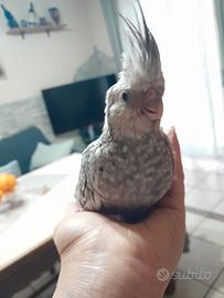 Calopsita allevati a mano