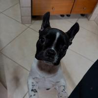 Bulldog francese razza pura