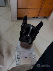 Bulldog francese razza pura