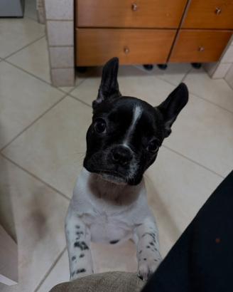 Bulldog francese razza pura