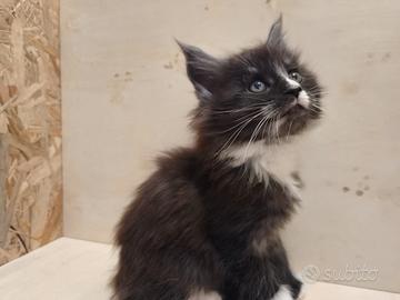MAINE COON maschio