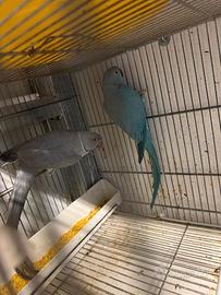 Coppia parrochetti dal collare