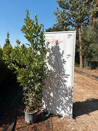 Pianta alloro altezza 200/220 cm vaso 28