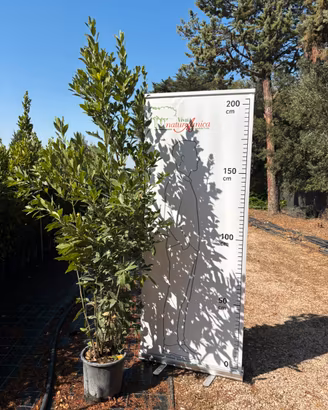 Pianta alloro altezza 200/220 cm vaso 28
