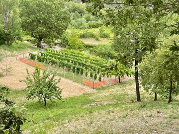 Esclusiva proprieta' agricola in montagna