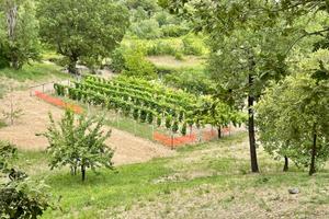 Esclusiva proprieta' agricola in montagna