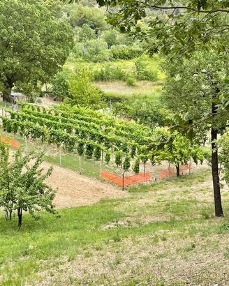 Esclusiva proprieta' agricola in montagna