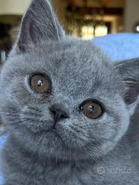 Gatto British Short Heir