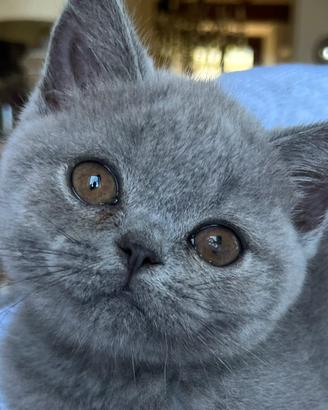Gatto British Short Heir