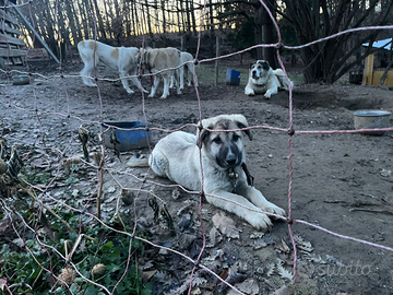 Pastore del Caucaso georgiano