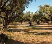 Terreno con Uliveto produttivo