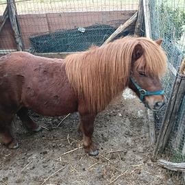 Cavallino