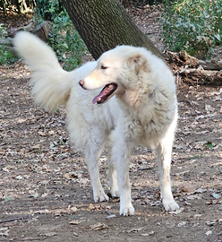 Evita 3/4anni tolta da 1lager SOS CASA ROMA