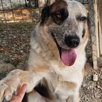 Spike un gigante buono dal cuore tenero