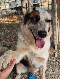 Spike un gigante buono dal cuore tenero