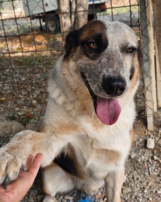Spike un gigante buono dal cuore tenero