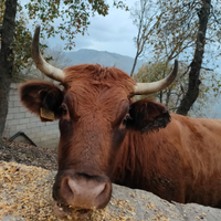 Mucca Pezzata rossa X limousine