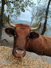 Mucca Pezzata rossa X limousine