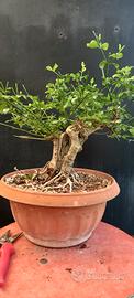bonsai