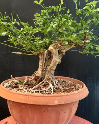 bonsai