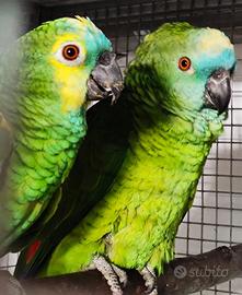 Amazzone fronte blu coppia