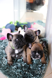 Cuccioli bulldog francese