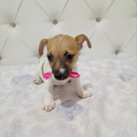 Cucciola di jack russell