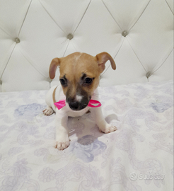 Cucciola di jack russell
