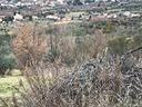 agricolo-foglianise