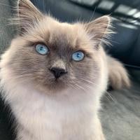 Gatto per accoppiamento