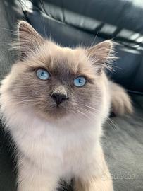 Gatto per accoppiamento