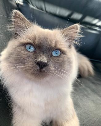 Gatto per accoppiamento