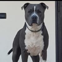 Amstaff blu maschio per monta