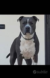 Amstaff blu maschio per monta