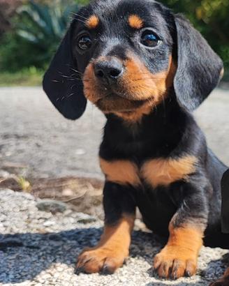 Bassotto Tedesco Cucciolo Maschio