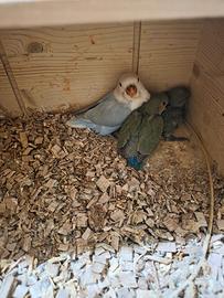 Coppie e pulli di inseparabili