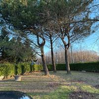 Legna per camino