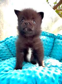 Spitz maschio 