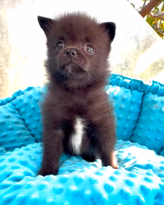 Spitz maschio 